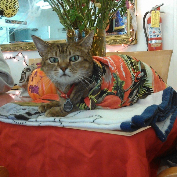 Meet your Posher, Jeanne π - Picture 5 of 8